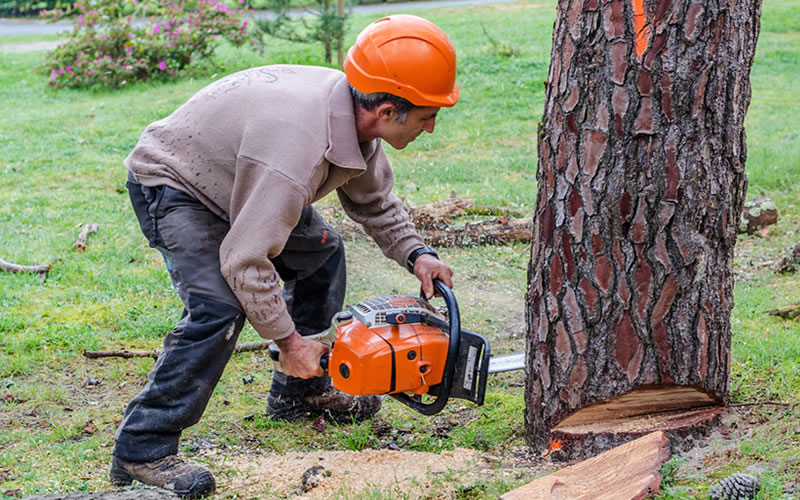 homme abat un arbre avec tronçonneuse 