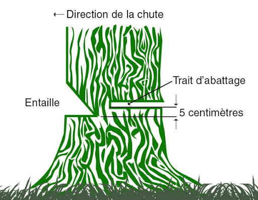 abattre un arbre de gros diamètre